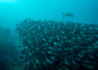 Fotos_330x235_Mauthe