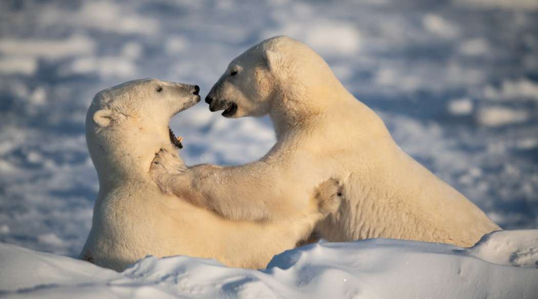 A_Fotos_1050x585_Kanada-Alaska1